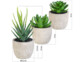 Schématisation des dimensions de chacune des 3 succulentes Carlo Milano