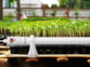 Radiateur tubulaire électrique 55 W pour serre de jardin